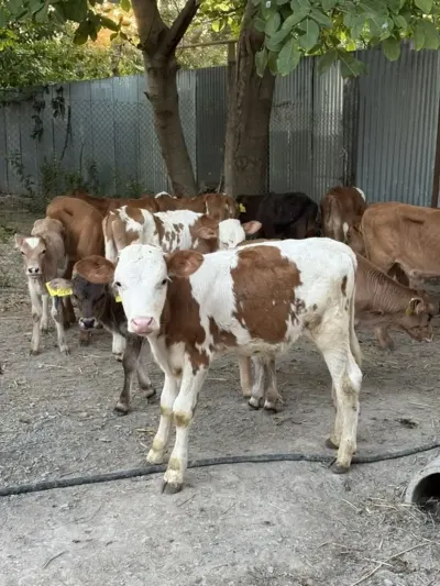 Buzov — Heyvanlar, Quşlar, Balıqlar, Şəki — şəkil 3