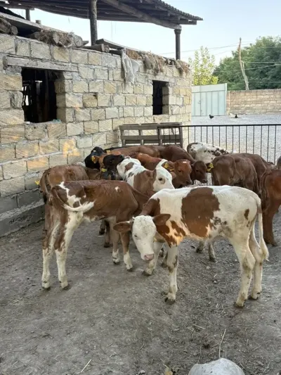 Buzov — Heyvanlar, Quşlar, Balıqlar, Şəki