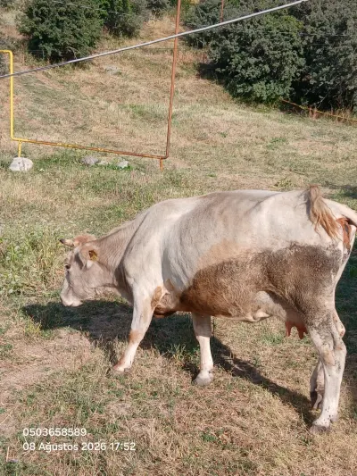 Balalı inək — Heyvanlar, Quşlar, Balıqlar, Şahbuz