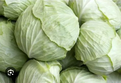 Cabbage — Vegetables and Greens, Aghdash