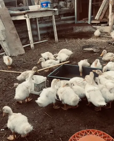 Ördək balası — Heyvanlar, Quşlar, Balıqlar, Bakı