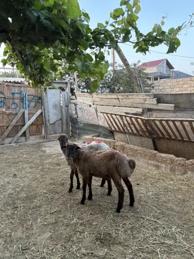 Quzular — Heyvanlar, Quşlar, Balıqlar, Balakən — şəkil 2