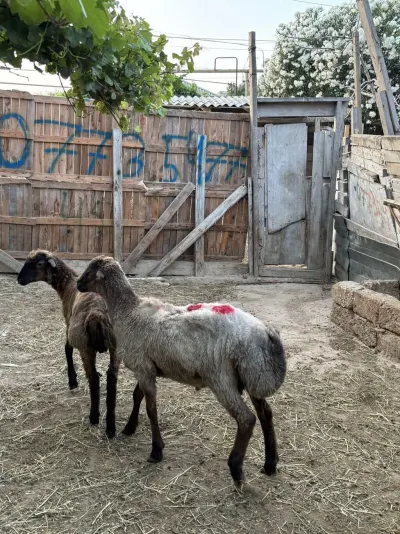 QUZULAR — Heyvanlar, Quşlar, Balıqlar, Balakən