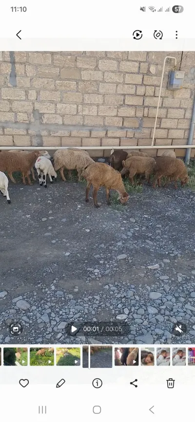 Quzu — Heyvanlar, Quşlar, Balıqlar, Gəncə