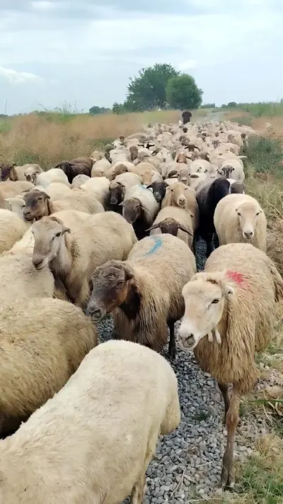 QOYUNLAR — Heyvanlar, Quşlar, Balıqlar, Yevlax