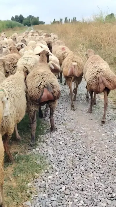 Qoyunlar — Heyvanlar, Quşlar, Balıqlar, Yevlax — şəkil 2
