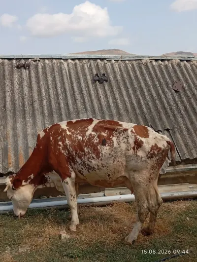 İnək — Heyvanlar, Quşlar, Balıqlar, Qobustan