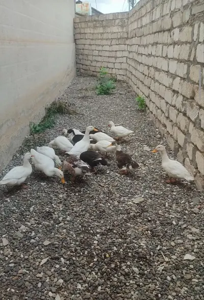 Ördəklər — Heyvanlar, Quşlar, Balıqlar, Ağstafa