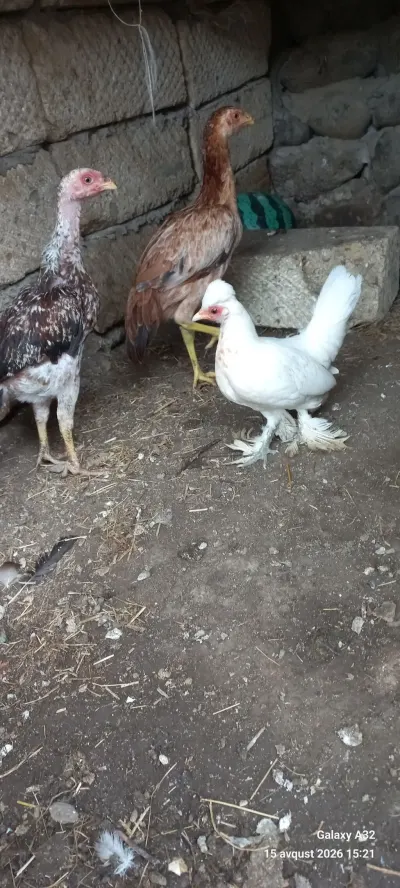 Toyuqlar — Heyvanlar, Quşlar, Balıqlar, Lənkəran — şəkil 4