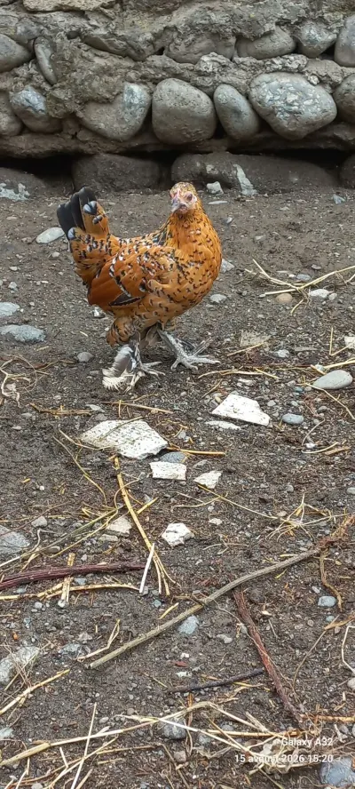 TOYUQLAR — Heyvanlar, Quşlar, Balıqlar, Lənkəran