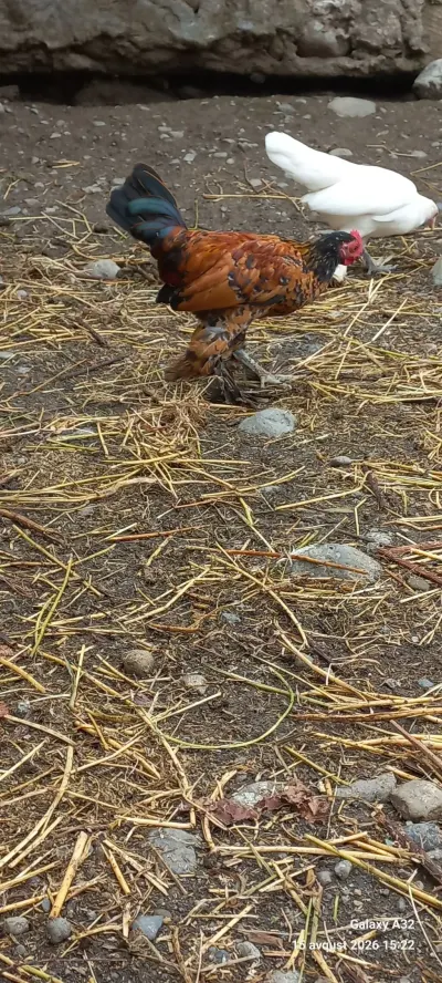 Toyuqlar — Heyvanlar, Quşlar, Balıqlar, Lənkəran — şəkil 3