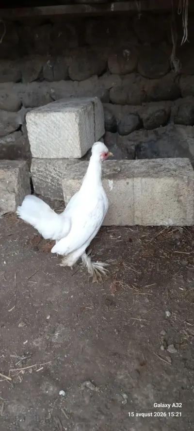 Toyuqlar — Heyvanlar, Quşlar, Balıqlar, Lənkəran — şəkil 5