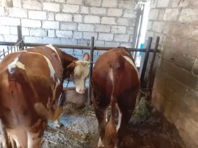 Düyə — Heyvanlar, Quşlar, Balıqlar, Bakı