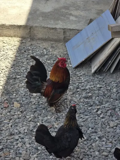 Xoruz — Heyvanlar, Quşlar, Balıqlar, Bakı — şəkil 2