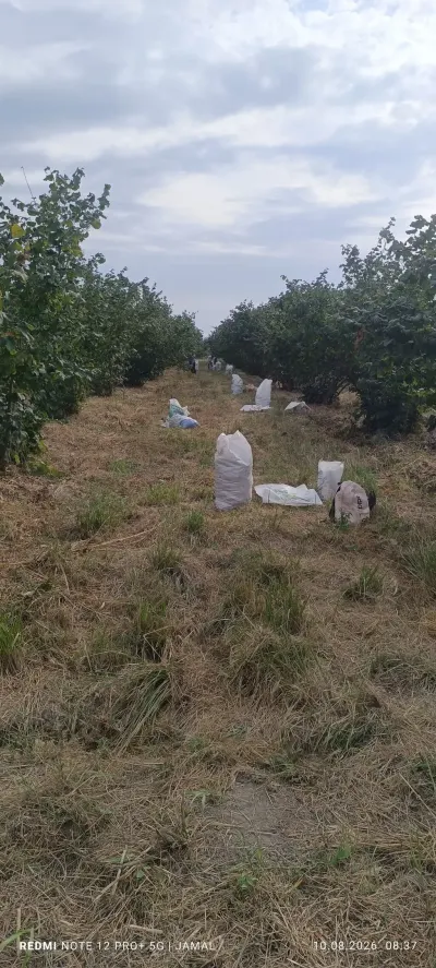 Bağ satılır — Kənd Təsərrüfatı Əmlakı, Xaçmaz — şəkil 3