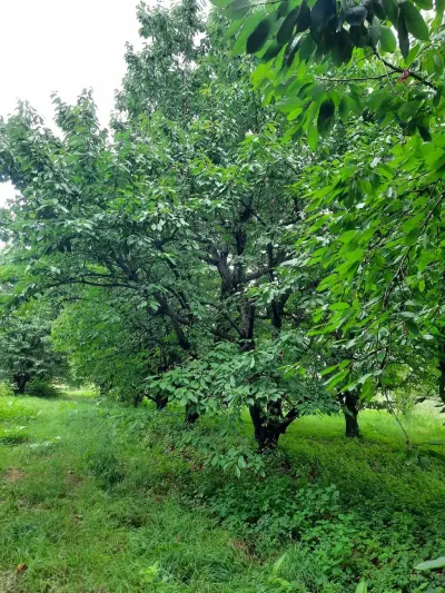 Meyvə bağı — Kənd Təsərrüfatı Əmlakı, Quba — şəkil 4