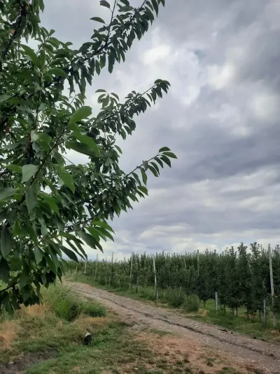 Meyvə bağı — Kənd Təsərrüfatı Əmlakı, Quba — şəkil 7