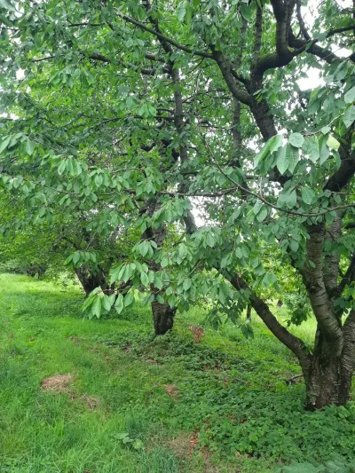 Meyvə bağı — Kənd Təsərrüfatı Əmlakı, Quba — şəkil 6