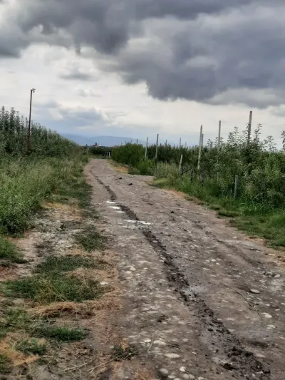 Meyvə bağı — Kənd Təsərrüfatı Əmlakı, Quba — şəkil 8