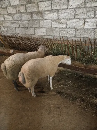 Toğlu — Heyvanlar, Quşlar, Balıqlar, Bakı