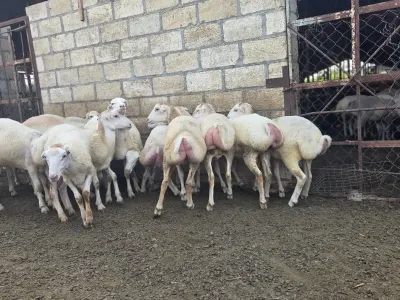 Toğlular — Heyvanlar, Quşlar, Balıqlar, Beyləqan — şəkil 3