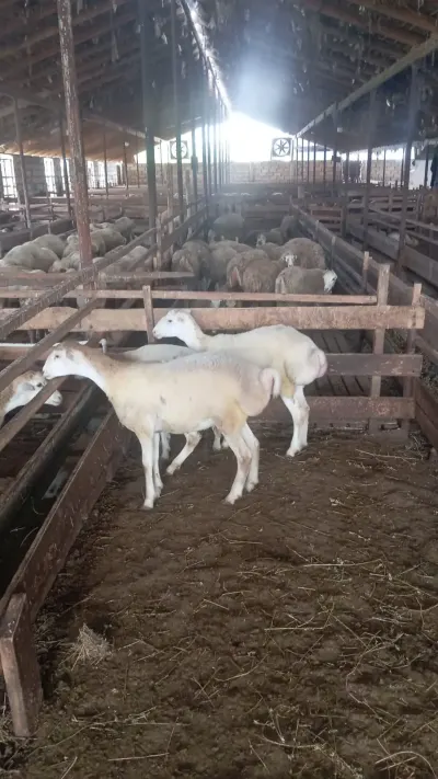 Toğlular — Heyvanlar, Quşlar, Balıqlar, Beyləqan