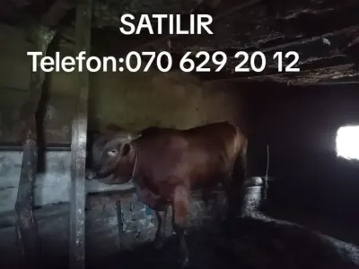 BUĞA — Dənlilər, Otlar Yemlər,  Bitkilər, Cəlilabad