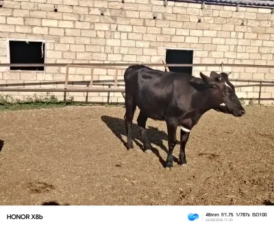 Düyə — Heyvanlar, Quşlar, Balıqlar, Bakı — şəkil 2