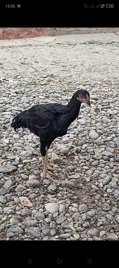 XORUZ — Heyvanlar, Quşlar, Balıqlar, Yevlax