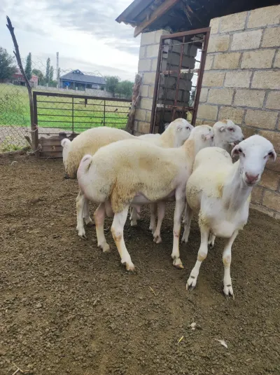 Qoç — Heyvanlar, Quşlar, Balıqlar, Beyləqan — şəkil 4