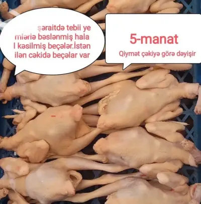 ÇOLPALAR — Heyvanlar, Quşlar, Balıqlar, Bakı