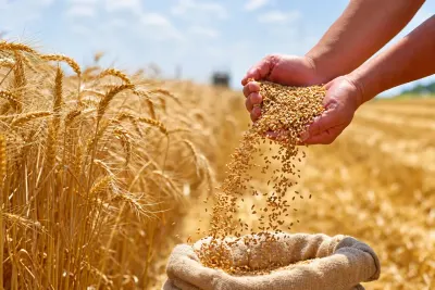 BUĞDA — Dənlilər, Otlar Yemlər,  Bitkilər, Şabran