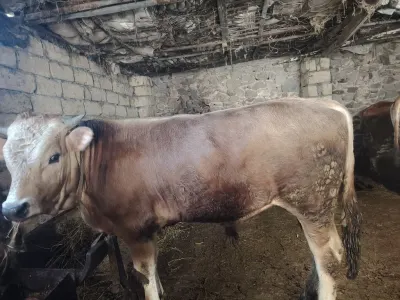 Dana — Heyvanlar, Quşlar, Balıqlar, Gəncə