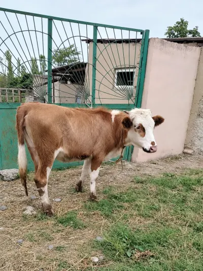 DÜYƏ — Heyvanlar, Quşlar, Balıqlar, Xaçmaz