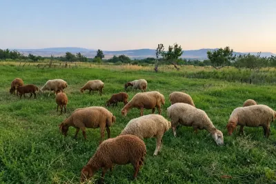 Qoyunlar — Heyvanlar, Quşlar, Balıqlar, Şabran