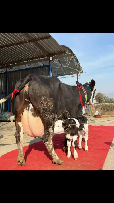 İnək — Heyvanlar, Quşlar, Balıqlar, Ağstafa