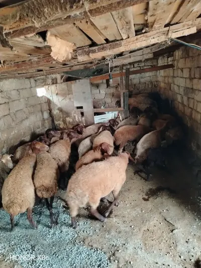 Qoyunlar — Heyvanlar, Quşlar, Balıqlar, Xırdalan — şəkil 2