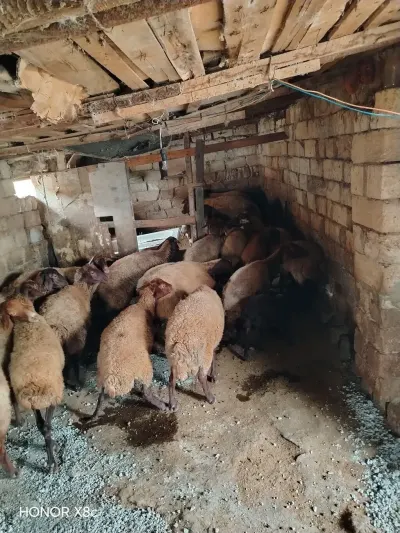 Qoyunlar — Heyvanlar, Quşlar, Balıqlar, Xırdalan — şəkil 3