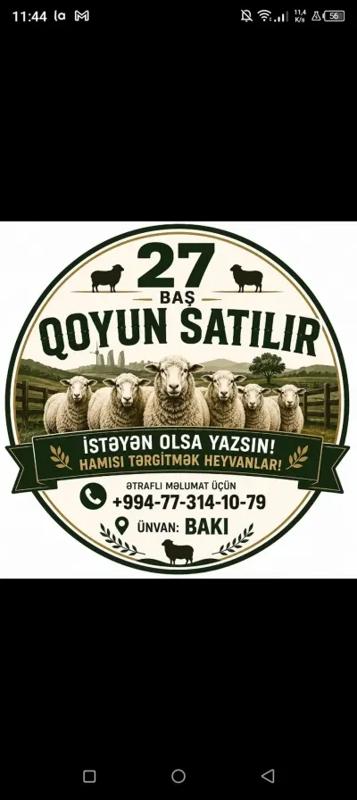 QOYUNLAR — Heyvanlar, Quşlar, Balıqlar, Xırdalan