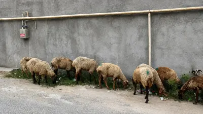 Qoyunlar — Heyvanlar, Quşlar, Balıqlar, Bakı