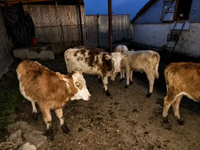 DANALAR — Heyvanlar, Quşlar, Balıqlar, Quba