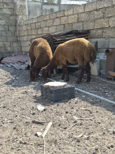 Qoyunlar — Heyvanlar, Quşlar, Balıqlar, Bakı — şəkil 2
