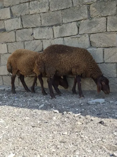 Qoyunlar — Heyvanlar, Quşlar, Balıqlar, Bakı