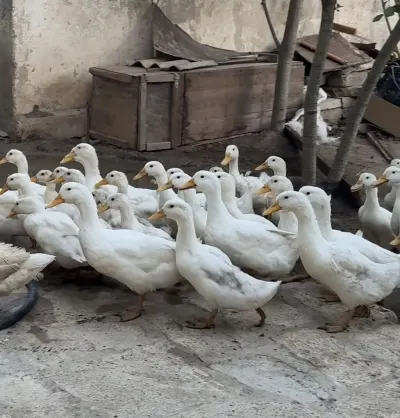 ÖRDƏKLƏR — Heyvanlar, Quşlar, Balıqlar, Bakı