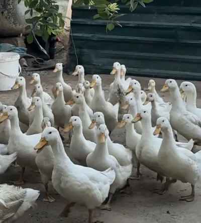 Ördəklər — Heyvanlar, Quşlar, Balıqlar, Bakı — şəkil 2