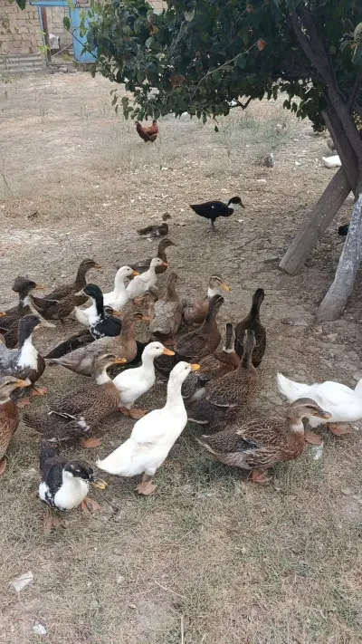 Ördəklər — Heyvanlar, Quşlar, Balıqlar, Bakı — şəkil 2