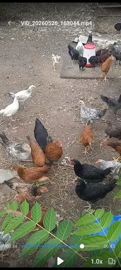 Cücə — Heyvanlar, Quşlar, Balıqlar, Gəncə