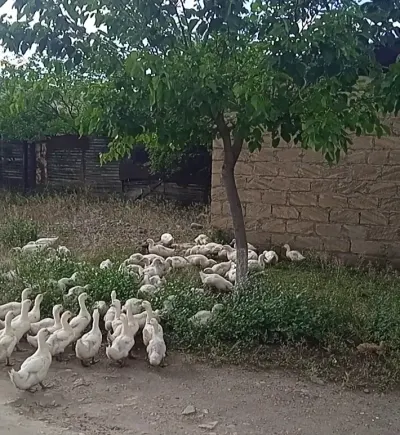 Cücə — Heyvanlar, Quşlar, Balıqlar, Gəncə — şəkil 3