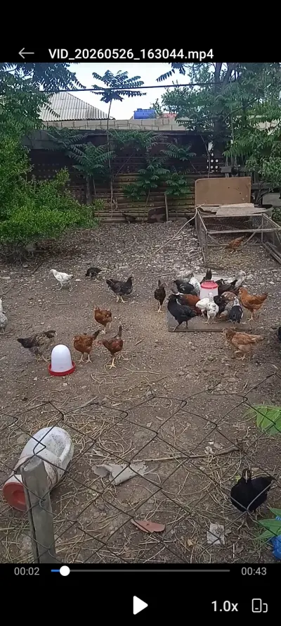 Cücə — Heyvanlar, Quşlar, Balıqlar, Gəncə — şəkil 2