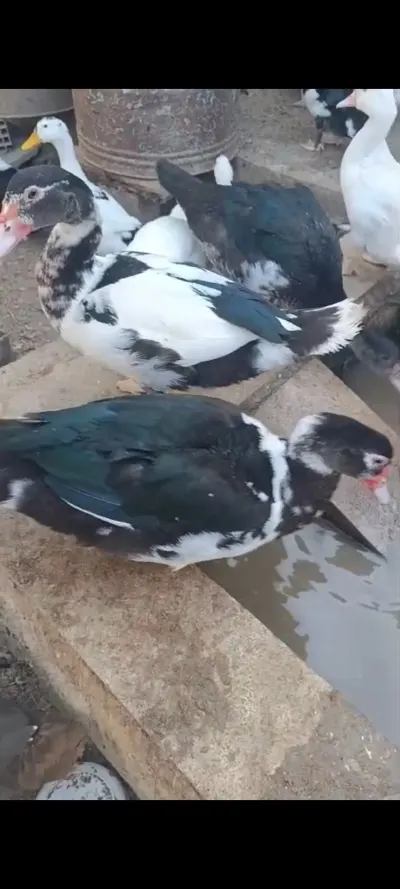ÖRDƏK — Heyvanlar, Quşlar, Balıqlar, Bakı